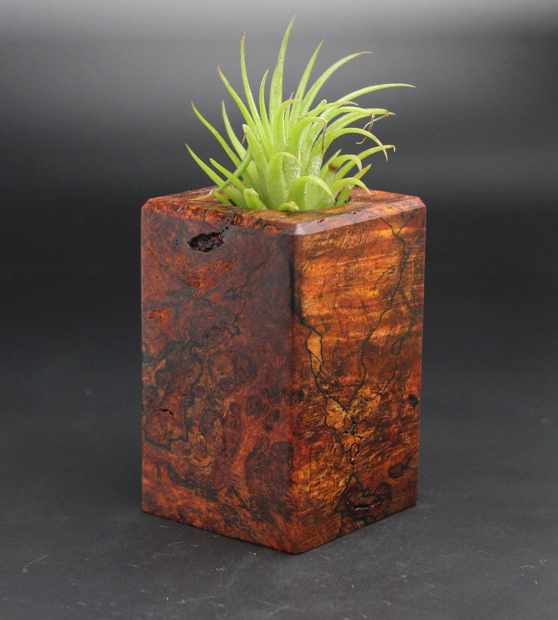 Wood Burl  Air Plant Holder - Cassidy (Black & White, 701960)