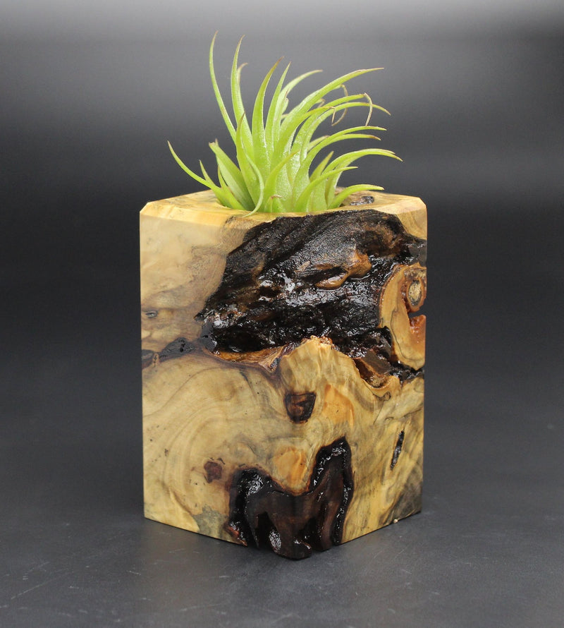 Wood Burl  Air Plant Holder - Crystal (Black & White, 701961)