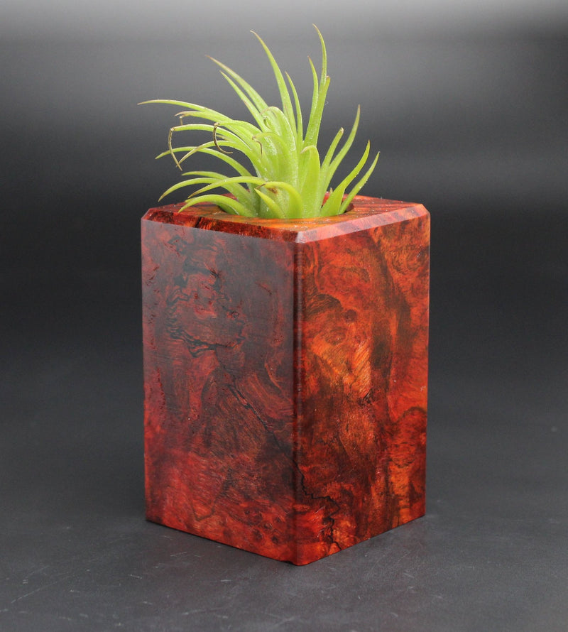 Wood Burl  Air Plant Holder - Eric (Black & White, 701962)