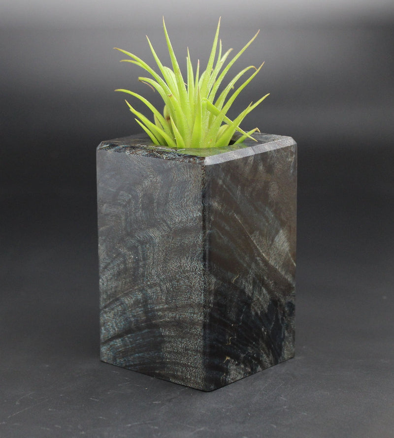 Wood Burl  Air Plant Holder - Marlene (Black & White, 701963)