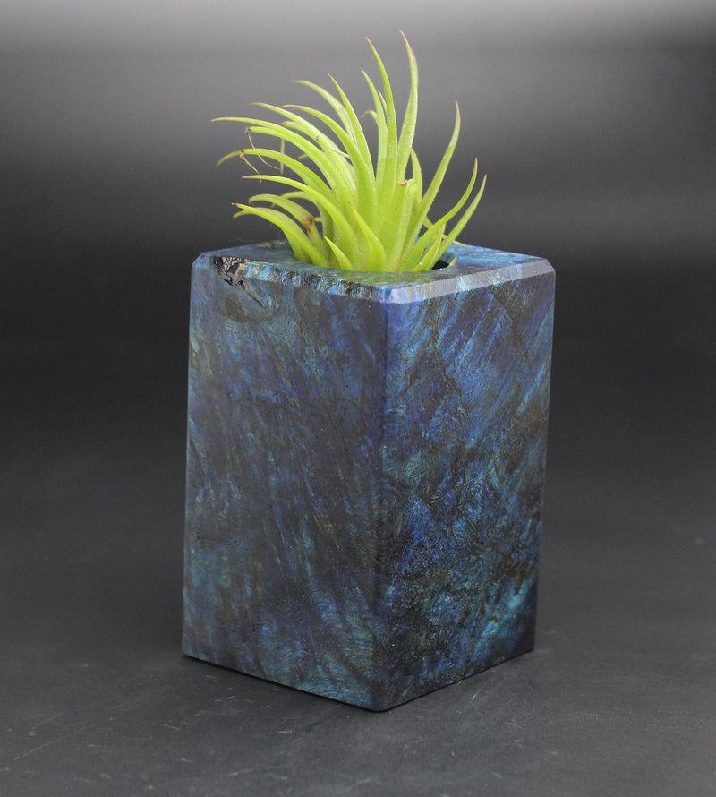 Wood Burl  Air Plant Holder - Janelle (Black & White, 701964)