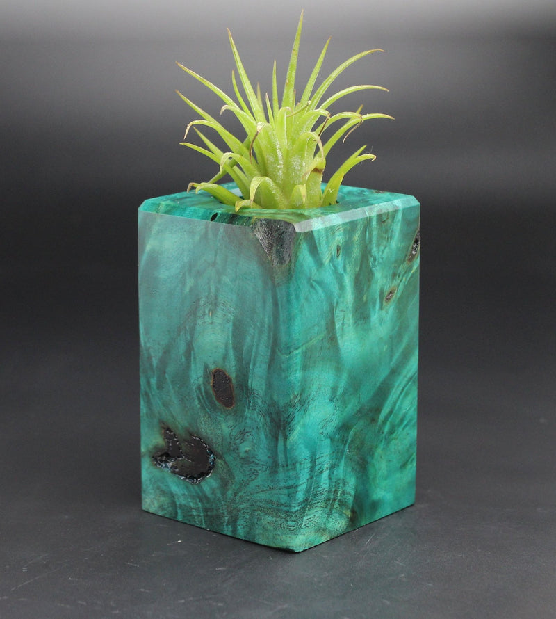 Wood Burl  Air Plant Holder - Angelique (Black & White, 701965)