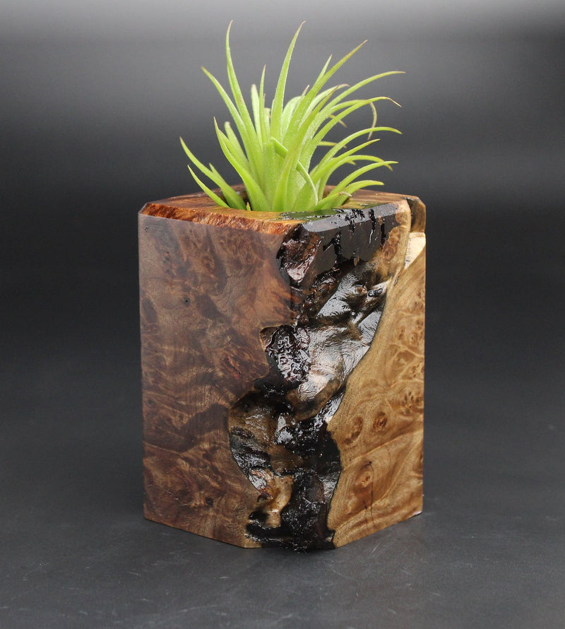 Wood Burl  Air Plant Holder - Addisyn (Black & White, 701967)