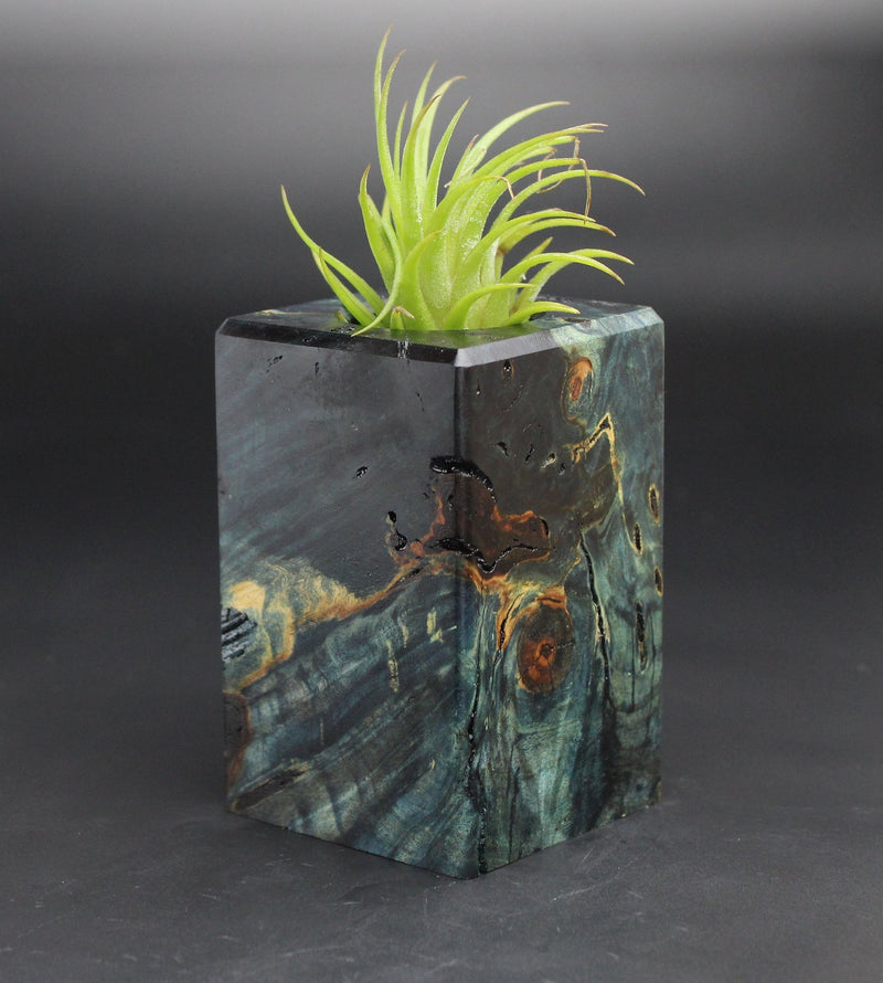 Wood Burl  Air Plant Holder - Irving (Black & White, 701968)