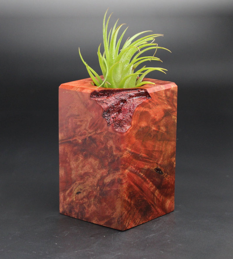 Wood Burl  Air Plant Holder - Finn (Black & White, 701969)