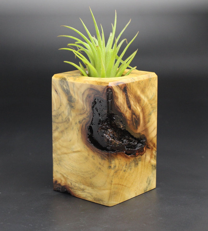 Wood Burl  Air Plant Holder - Albert (Black & White, 701970)