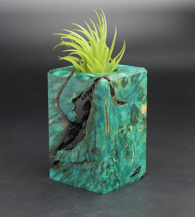 Wood Burl  Air Plant Holder - Alan (Black & White, 701971)