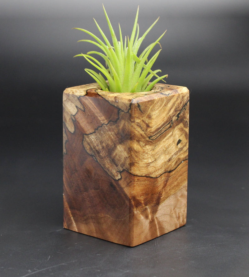 Wood Burl  Air Plant Holder - Leslie (Black & White, 701973)
