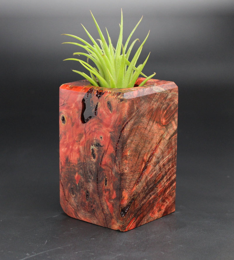 Wood Burl  Air Plant Holder - Ashanti (Black & White, 701975)