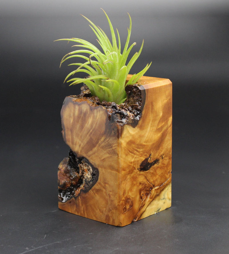 Wood Burl  Air Plant Holder - Nancy (Black & White, 701976)