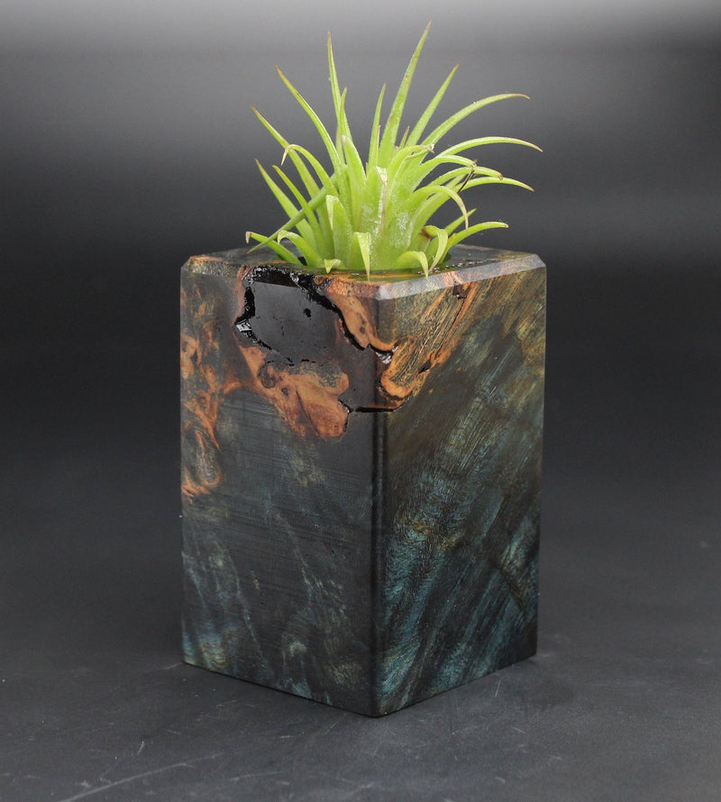 Wood Burl  Air Plant Holder - Staci (Black & White, 701977)