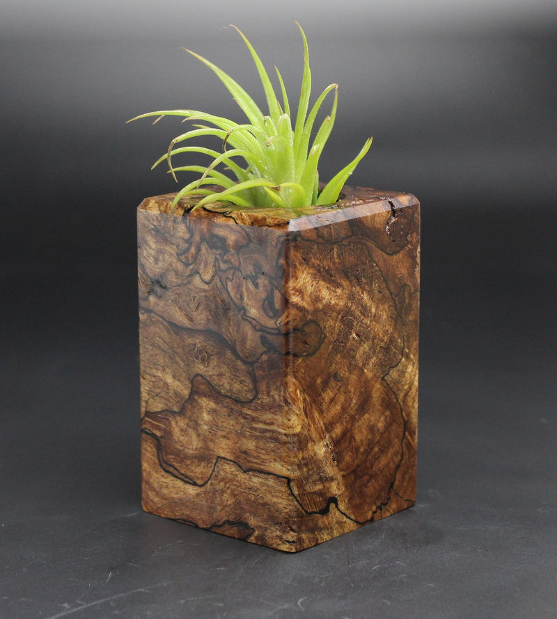 Wood Burl  Air Plant Holder - Felix (Black & White, 701978)