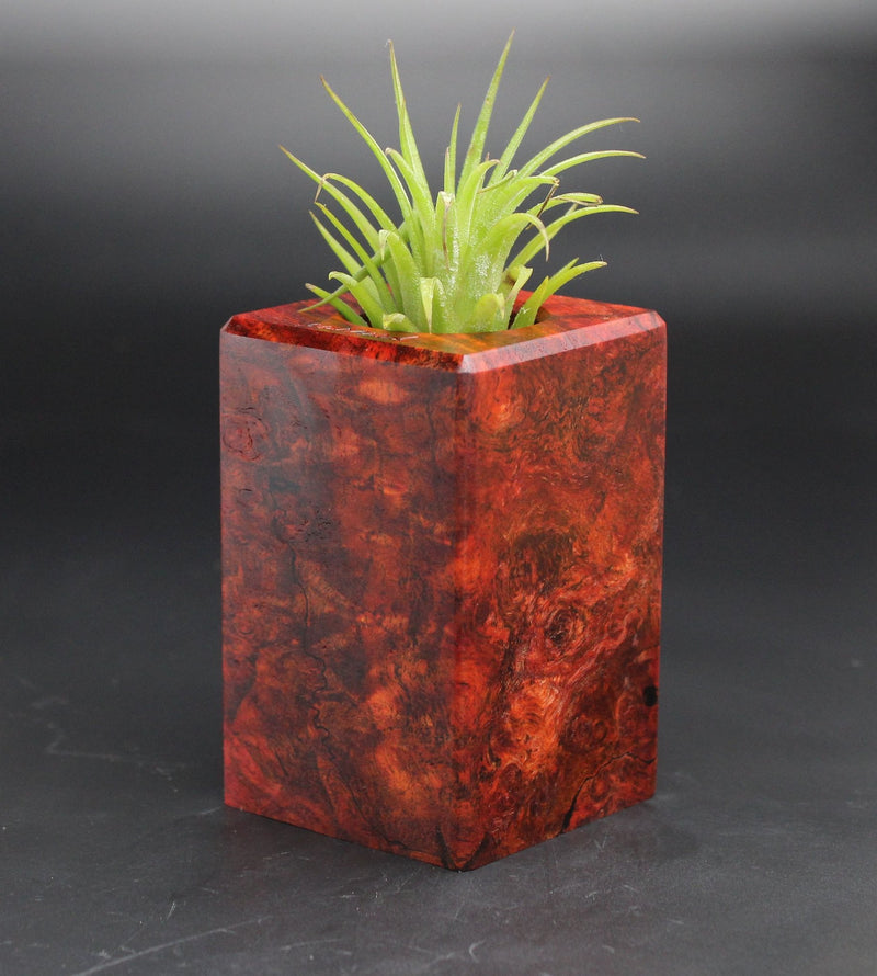 Wood Burl  Air Plant Holder - Lydia (Black & White, 701979)