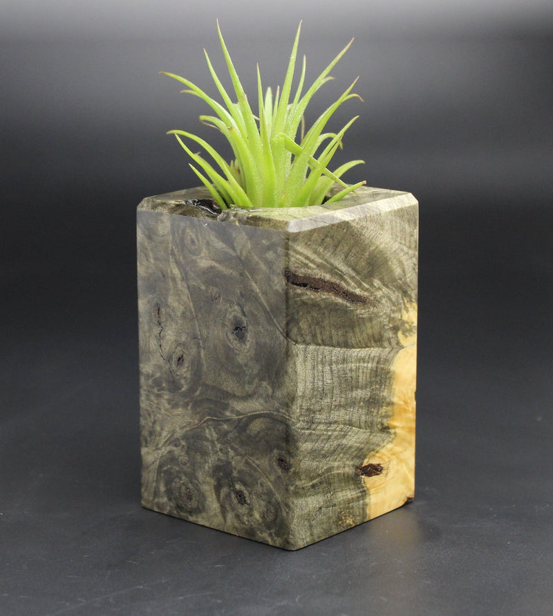 Wood Burl  Air Plant Holder - Camron (Black & White, 701980)