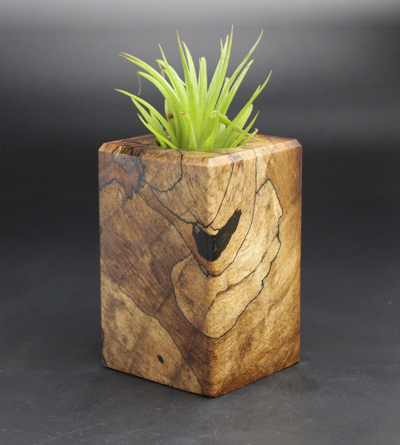 Wood Burl  Air Plant Holder - Mya (Black & White, 701981)
