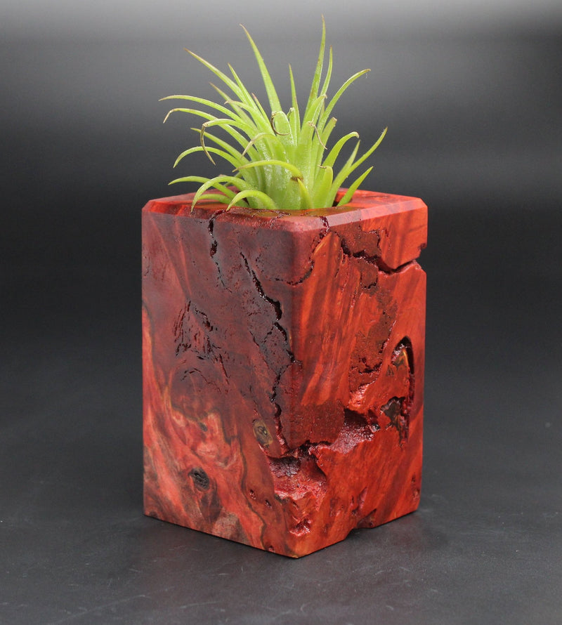 Wood Burl  Air Plant Holder - Malcolm (Black & White, 701982)