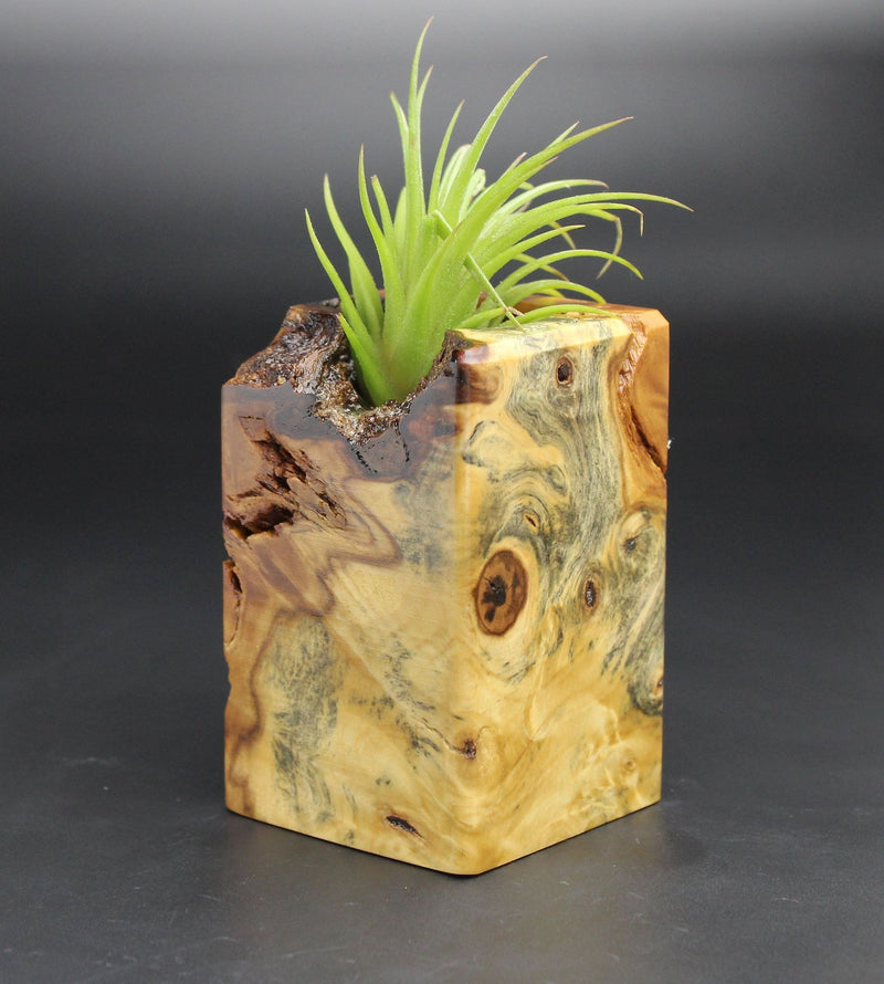 Wood Burl  Air Plant Holder - Kim (Black & White, 701984)