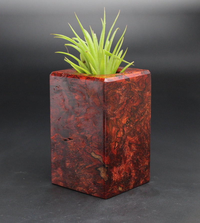 Wood Burl  Air Plant Holder - Joshua (Black & White, 701985)