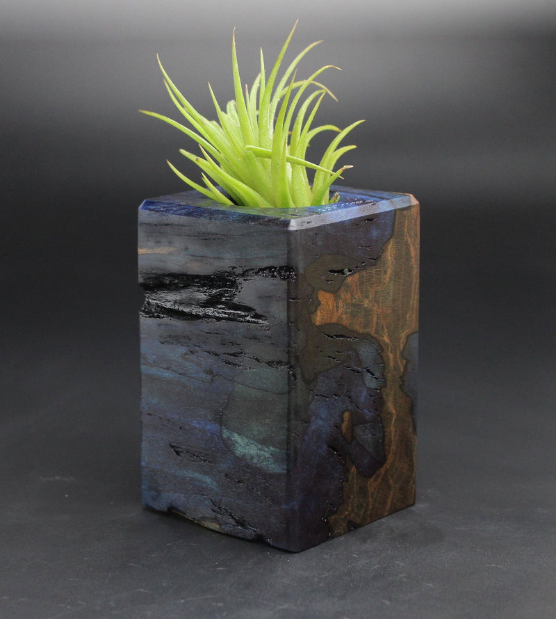 Wood Burl  Air Plant Holder - Gail (Black & White, 701986)