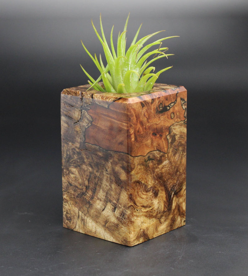 Wood Burl  Air Plant Holder - Jazmine (Black & White, 701987)