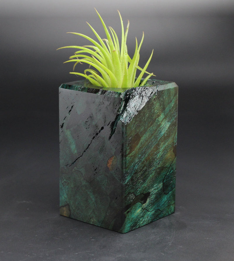 Wood Burl  Air Plant Holder - Trudy (Black & White, 701988)