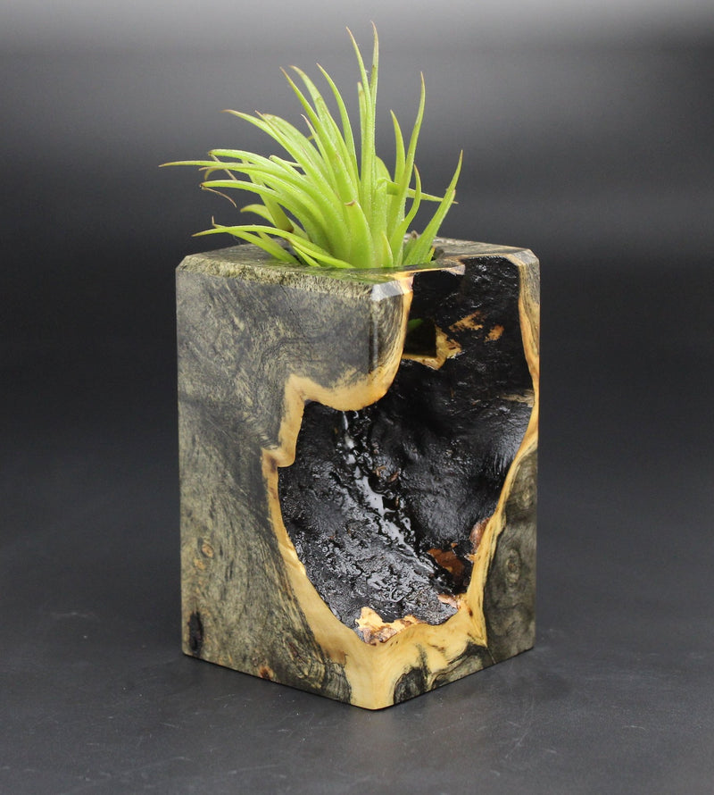 Wood Burl  Air Plant Holder - Saul (Black & White, 701989)