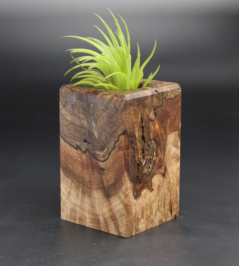 Wood Burl  Air Plant Holder - Cara (Black & White, 701991)
