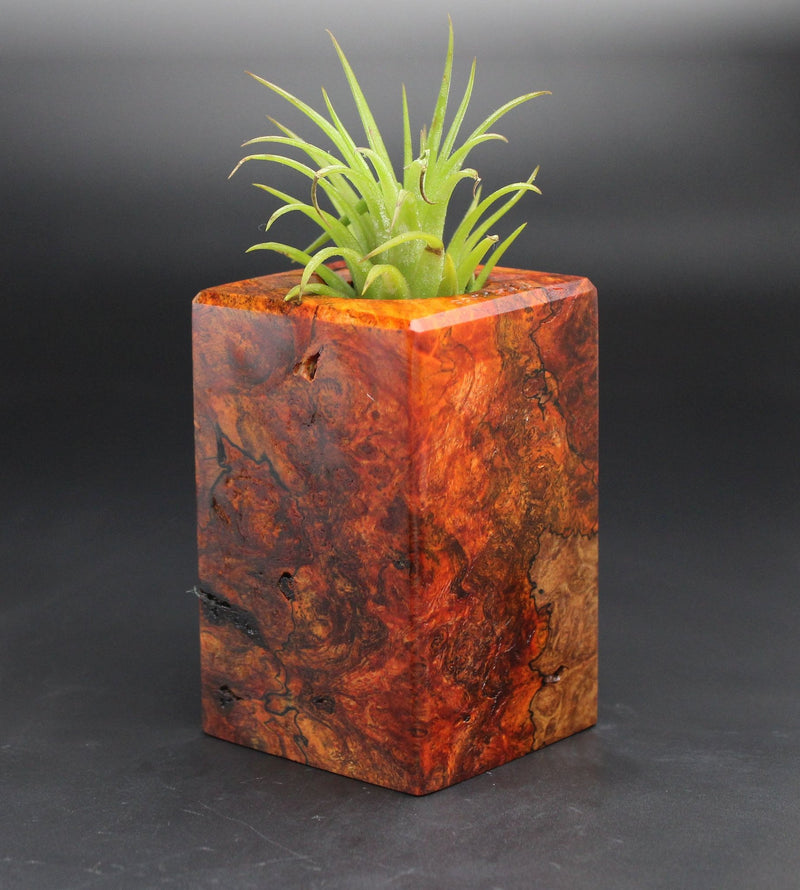 Wood Burl  Air Plant Holder - Virginia (Black & White, 701992)
