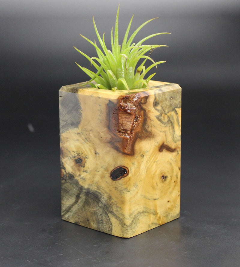 Wood Burl  Air Plant Holder - Sophie (Black & White, 701993)