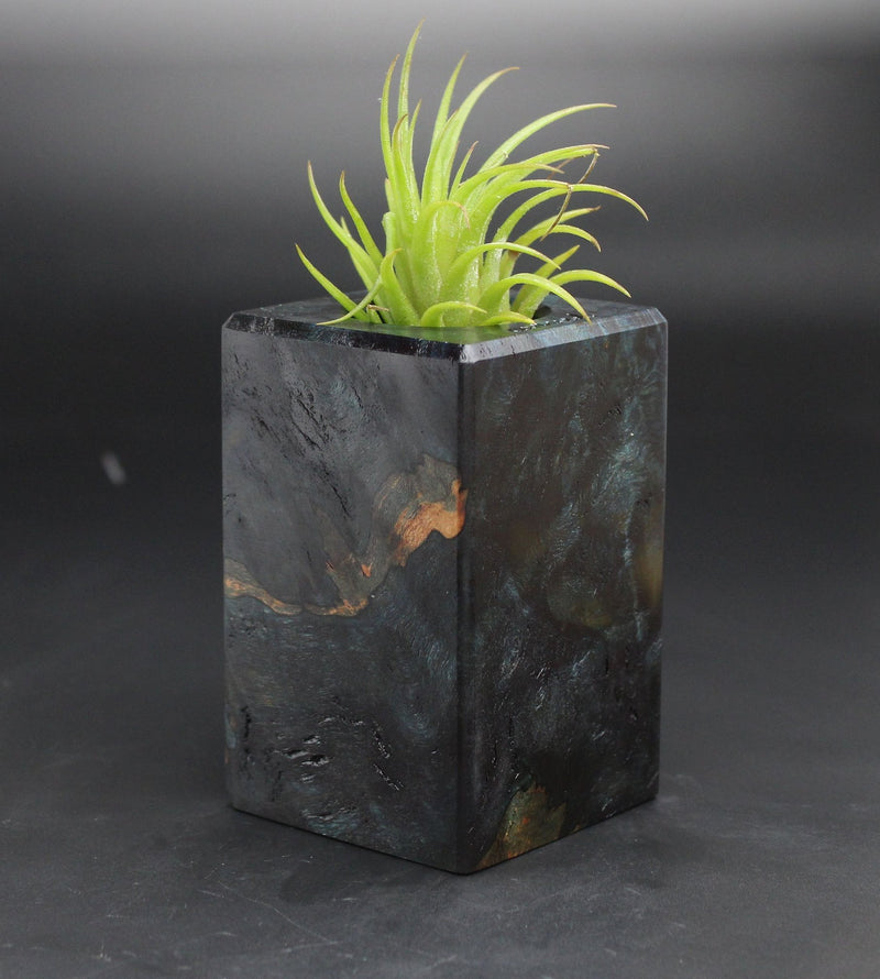 Wood Burl  Air Plant Holder - Annalise (Black & White, 701994)