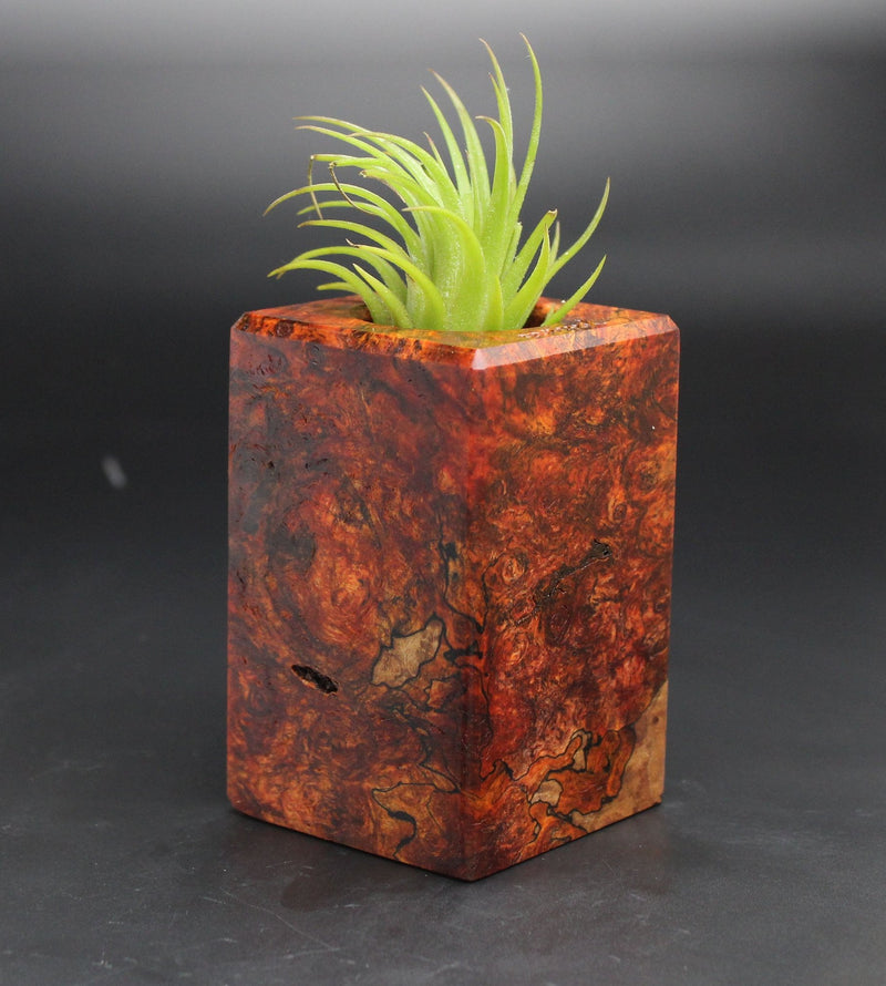 Wood Burl  Air Plant Holder - Ruben (Black & White, 701995)