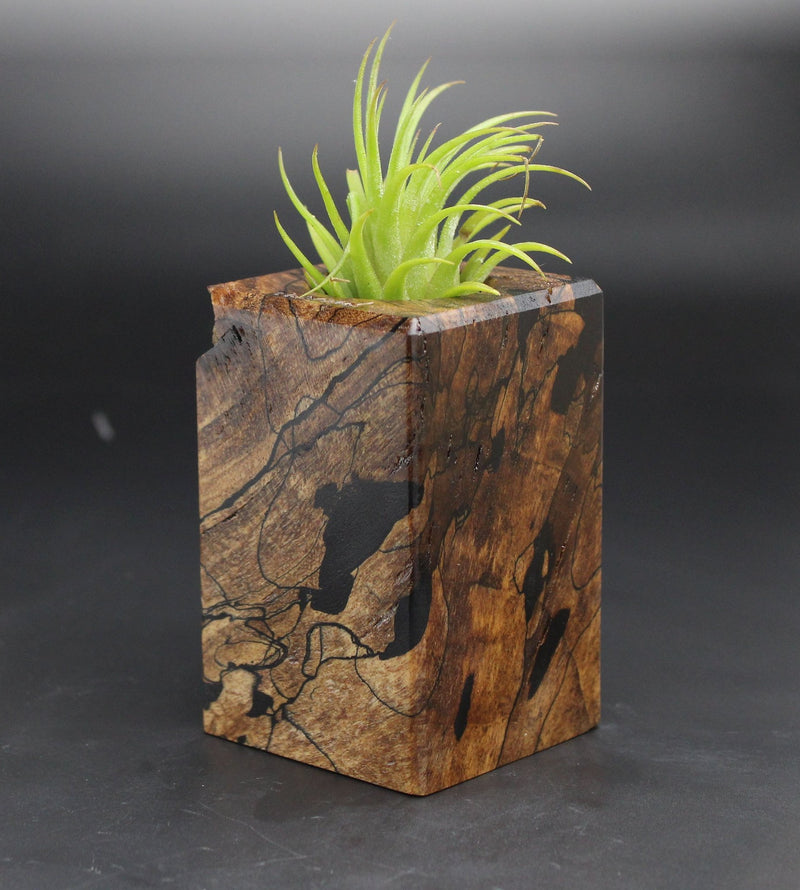 Wood Burl  Air Plant Holder - Rudolph (Black & White, 701996)