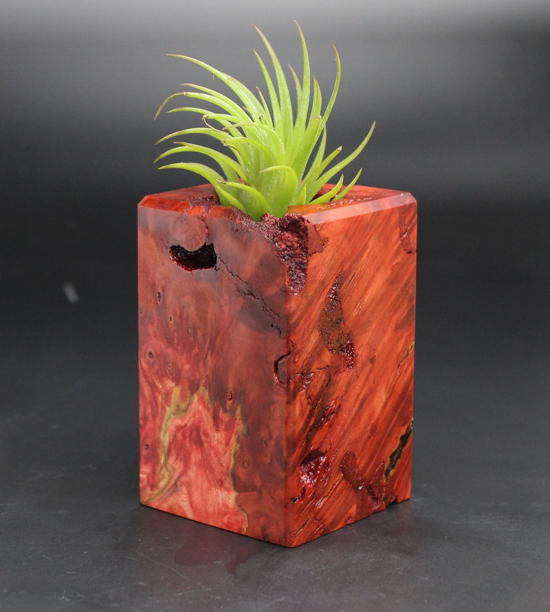 Wood Burl  Air Plant Holder - Weston (Black & White, 701997)