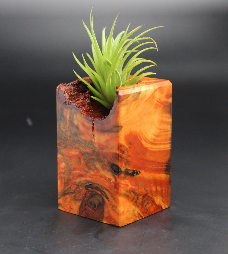 Wood Burl  Air Plant Holder - Alison (Black & White, 701998)