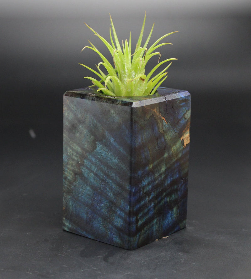 Wood Burl  Air Plant Holder - Matthew (Black & White, 701999)