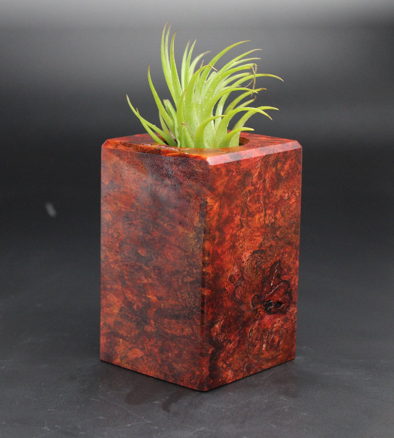 Wood Burl  Air Plant Holder - Angel (Black & White, 702000)