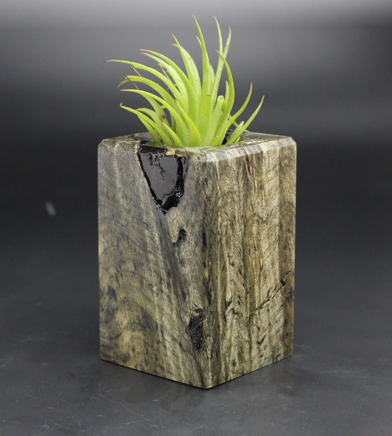 Wood Burl  Air Plant Holder - Yvonne (Black & White, 702003)