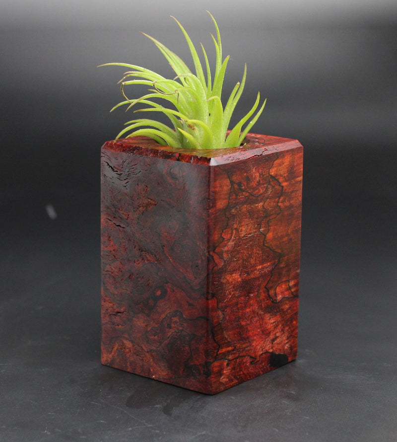 Wood Burl  Air Plant Holder - Julissa (Black & White, 702004)
