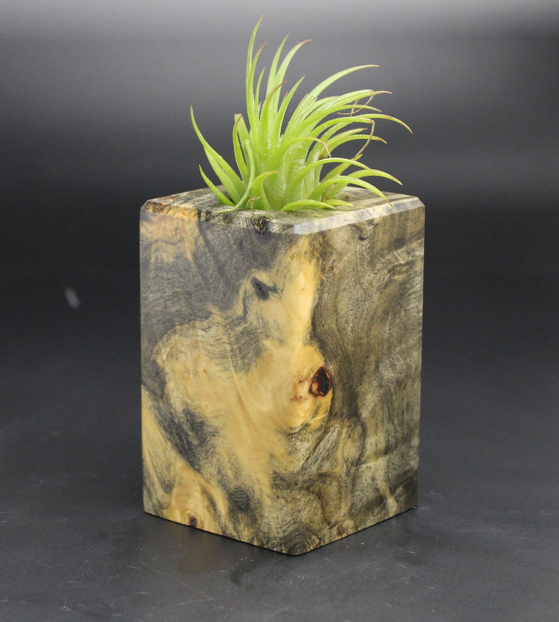 Wood Burl  Air Plant Holder - Presley (Black & White, 702005)