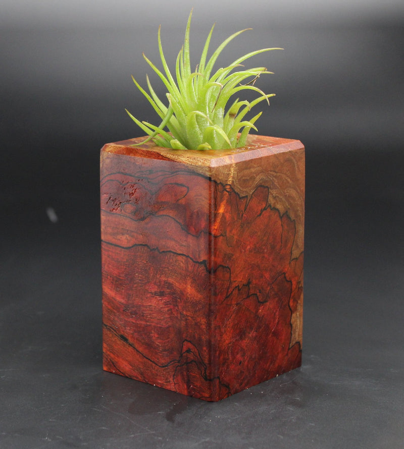 Wood Burl  Air Plant Holder - Theresa (Black & White, 702006)