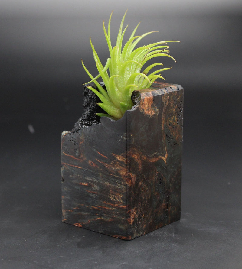 Wood Burl  Air Plant Holder - Bill (Black & White, 702008)
