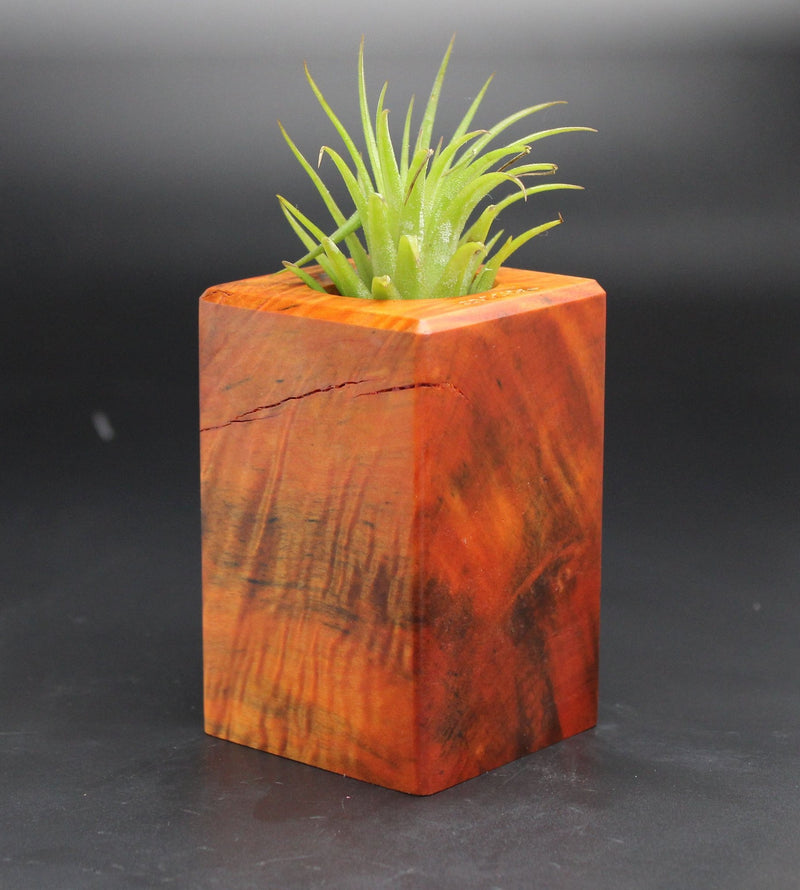 Wood Burl  Air Plant Holder - Ricardo (Black & White, 702009)