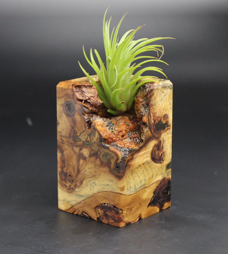 Wood Burl  Air Plant Holder - Sean (Black & White, 702010)