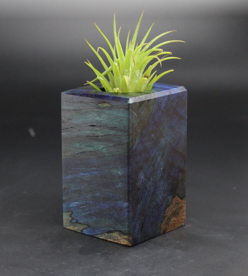 Wood Burl  Air Plant Holder - Austin (Black & White, 702011)