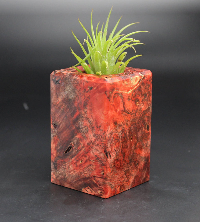 Wood Burl  Air Plant Holder - Jason (Black & White, 702012)