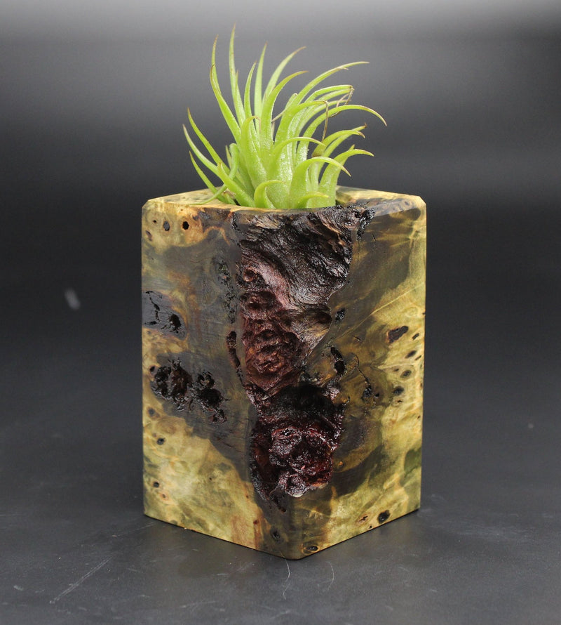 Wood Burl  Air Plant Holder - Jeffery (Black & White, 702013)
