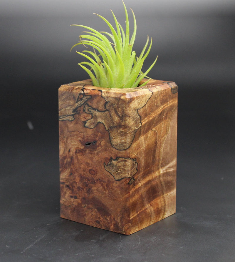 Wood Burl  Air Plant Holder - Zion (Black & White, 702014)