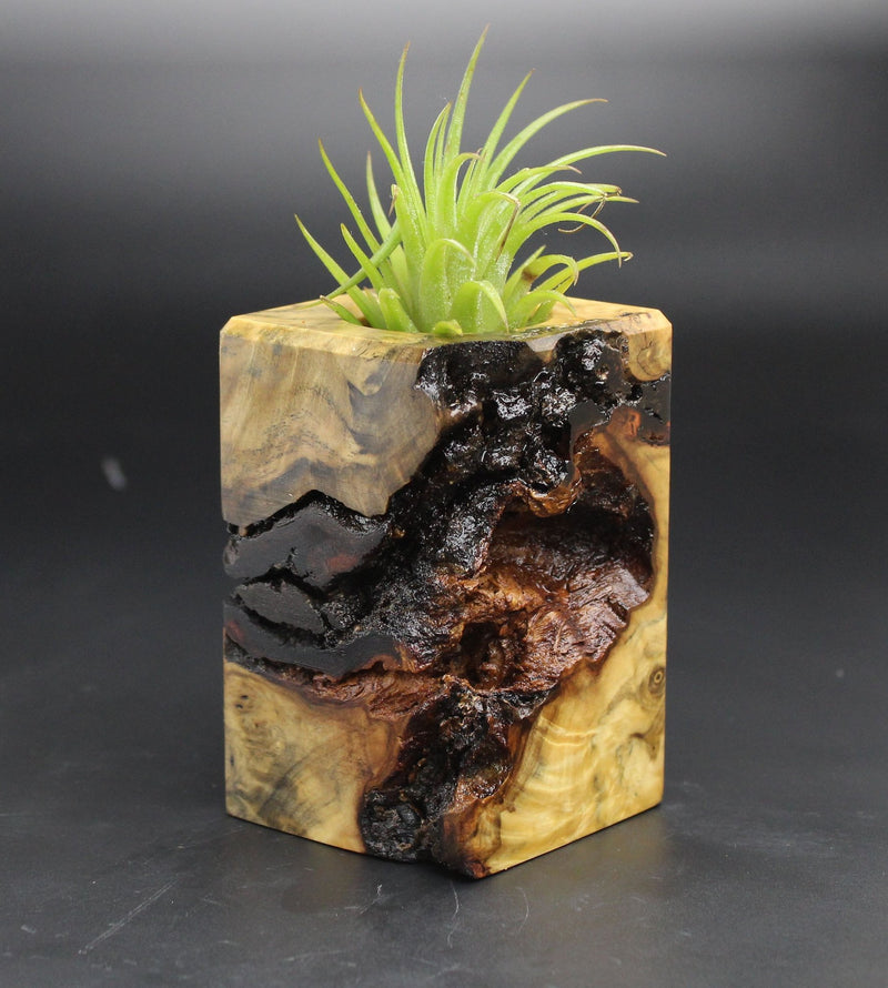 Wood Burl  Air Plant Holder - Kehlani (Black & White, 702017)