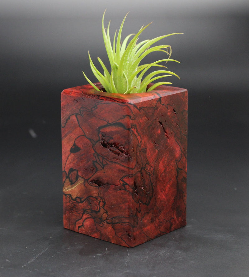 Wood Burl  Air Plant Holder - Bailey (Black & White, 702018)