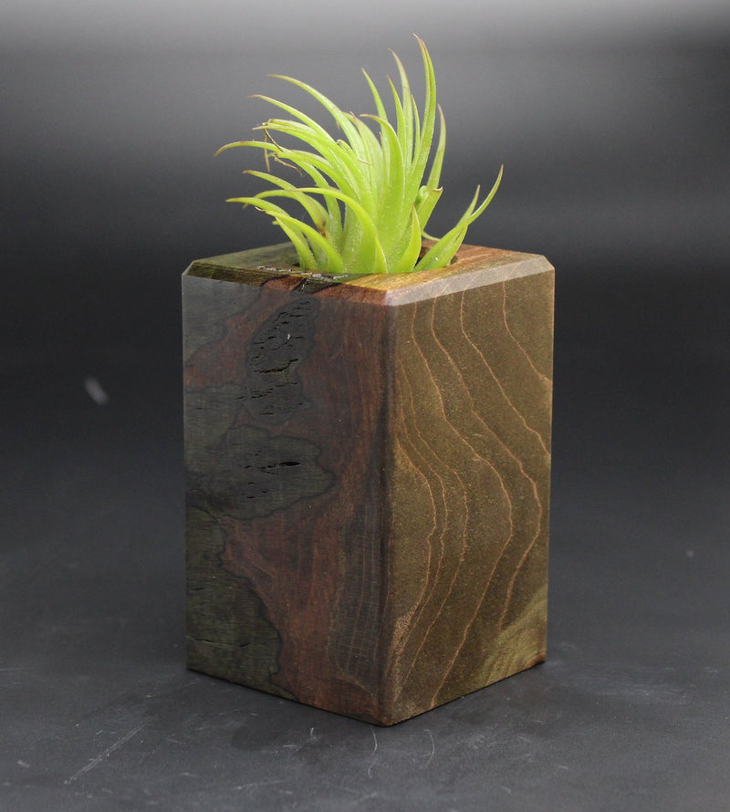 Wood Burl  Air Plant Holder - Elmer (Black & White, 702019)